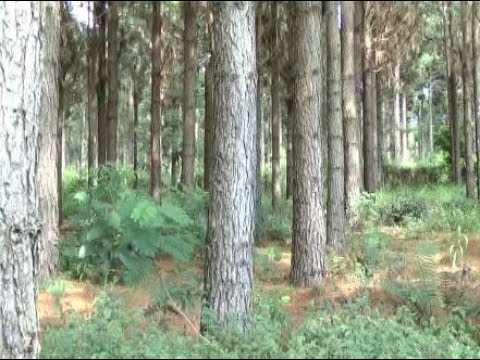Video: ¿Los pinos necesitan agua?