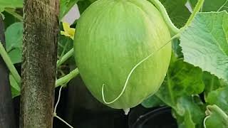 melão 😋🍈 no vaso 🏺