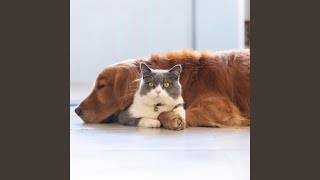 Soft Harmony For Pets
