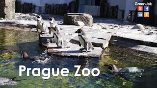 Prague Zoo - Пражский зоопарк - Лучшие зоопарки мира - ZOO Praha