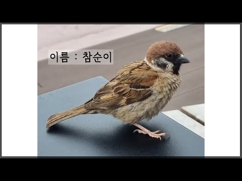 참새와 대화하는 연예인