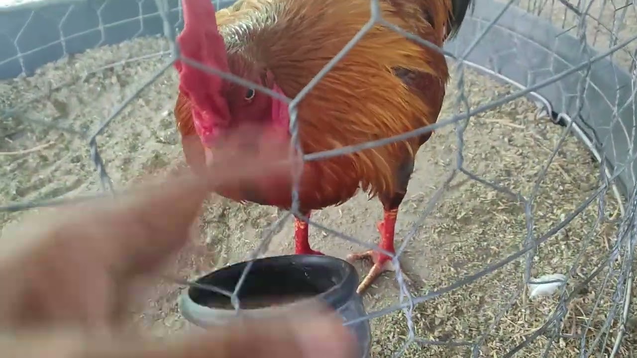 TOP SINH VIÊN ĐẠI HỌC || THEKING CHICKEN 64