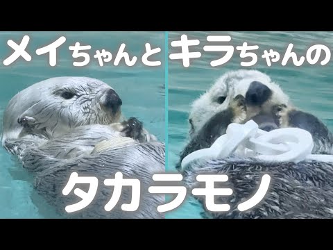 激レア！！⭐️鳥羽水族館⭐️70周年⭐️キラとメイ⭐️メイキラ⭐️メイちゃん　キラちゃん ラッコのメイちゃん＆キラちゃんを再現！鳥羽水族館監修・おなかをなで