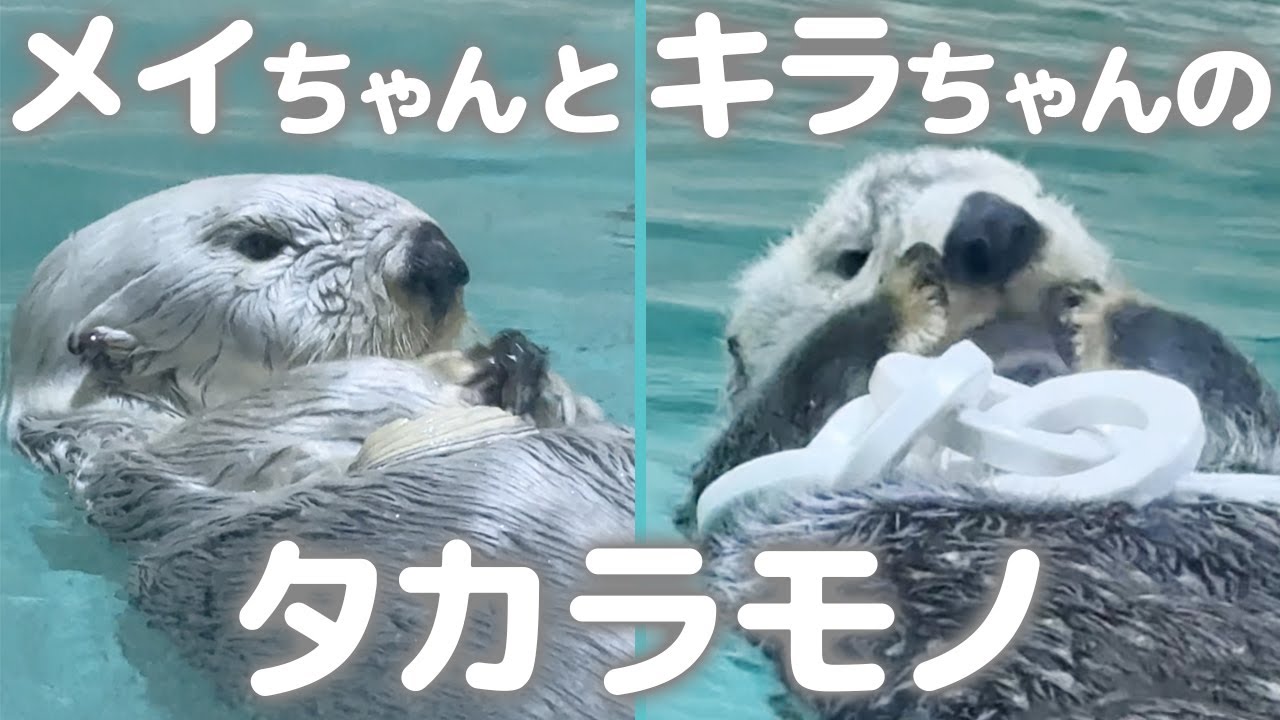 鳥羽水族館】ラッコ🦦それぞれの宝物を愛でるメイちゃんとキラちゃん