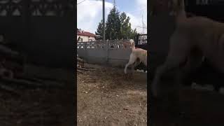 Konya Ilgın Dan Murat Akının Topal Mercan