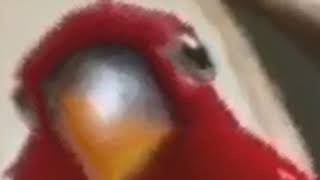 Красный попугай (жмых)