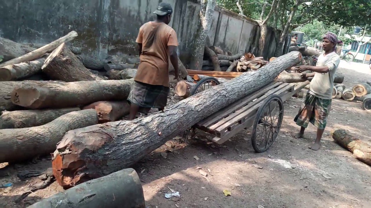 Lot of Crooked Branch Of Wood Cutting।Cutting Crooked Mahogany Wood