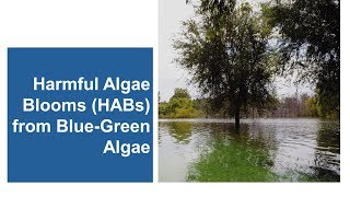 Harmful Algae Blooms (HABs)