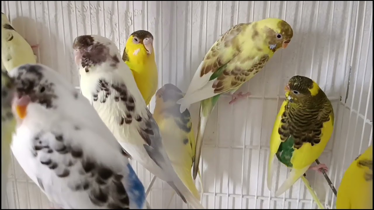 Algumas informações sobre os Mantos negros ADAs ARs 