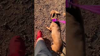 My Little Baby Pitwolf Strutting Her Stuff