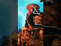 Movie used for edit: The Amazing Spider-Man (2012). Directed by Marc