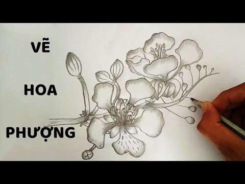 Vẽ Hoa Phượng Bằng Bút Chì - How To Draw Phoenix Flower - Youtube