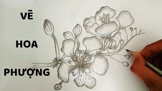 Vẽ Hoa Phượng bằng bút chì - How to draw Phoenix Flower - YouTube