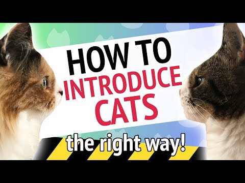 Como introduzir gatos da maneira certa