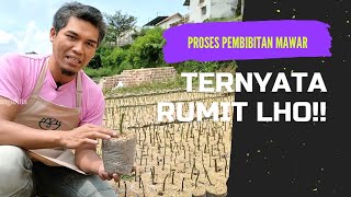 TAHAPAN PROSES PEMBIBITAN BUNGA MAWAR DARI AWAL - AKHIR | OKULASI MAWAR | LENGKAP !!