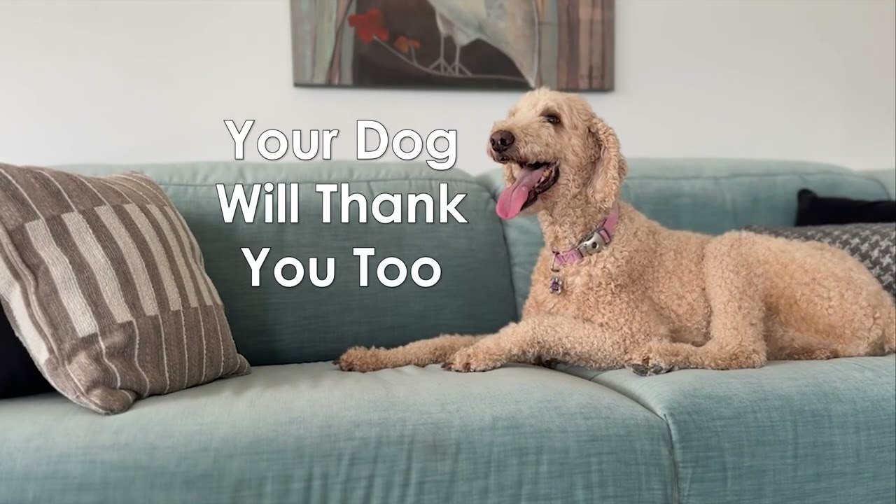 Pet Friendly Fabrics | Liviazi