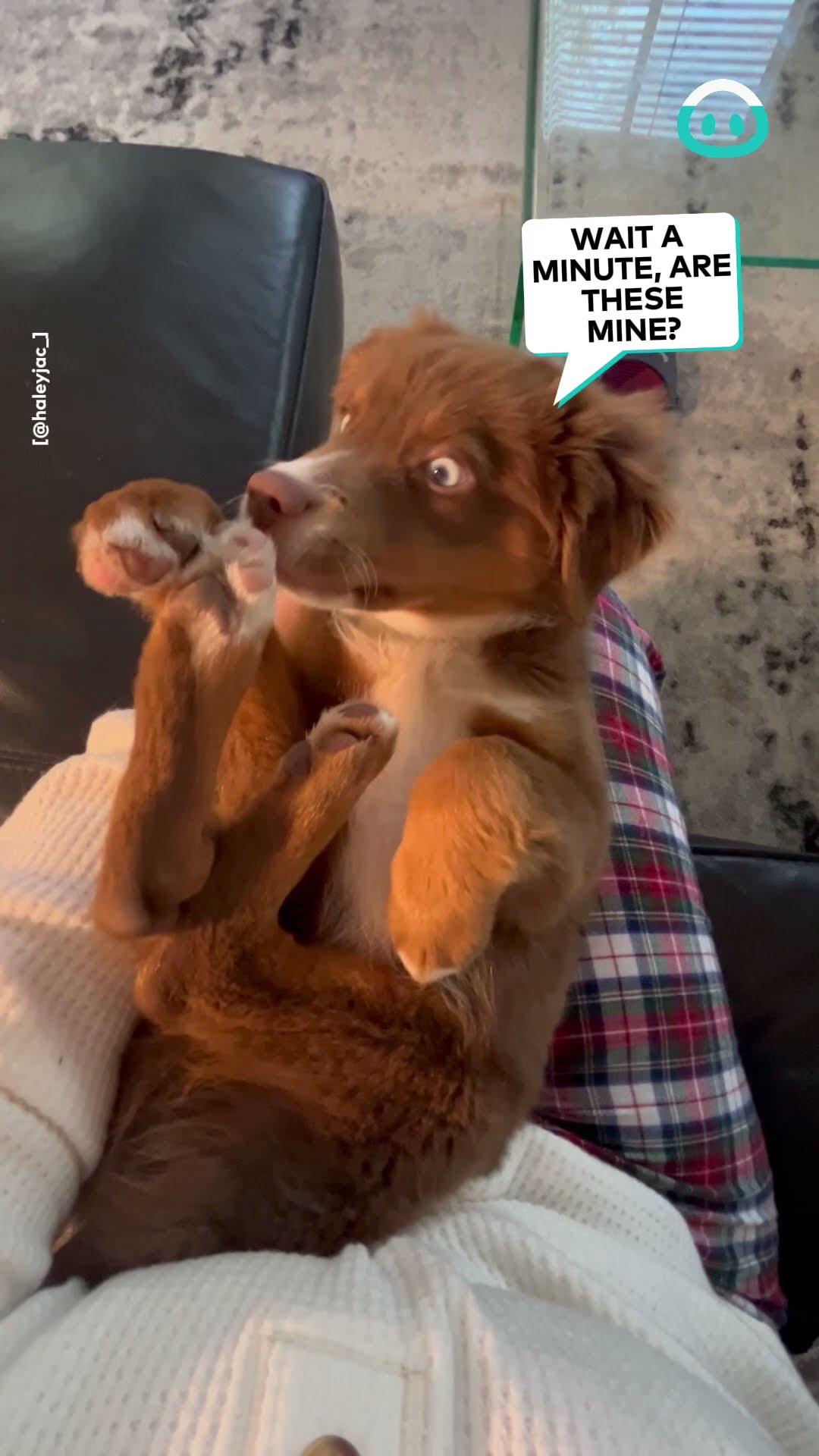 Confused Pup Discovers Paws || ViralHog