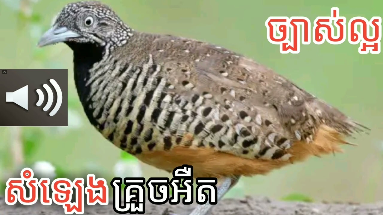សំឡេងសត្វគ្រួចអឺតច្បាស់ល្អ(ចាក់សំឡេងទាក់់បាន ដេញល្អ )។
