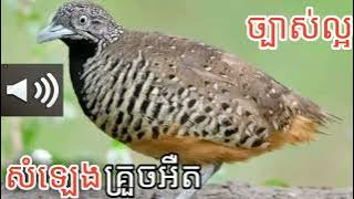 សំឡេងសត្វគ្រួចអឺតច្បាស់ល្អ(ចាក់សំឡេងទាក់់បាន ដេញល្អ )។