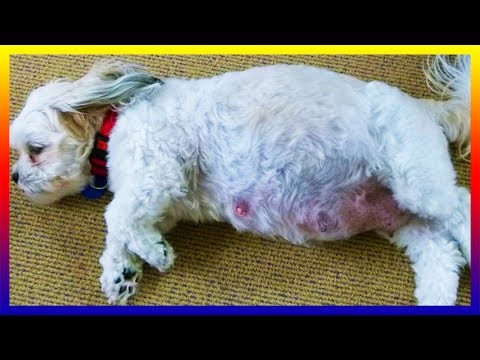 how old can shih tzu get pregnant