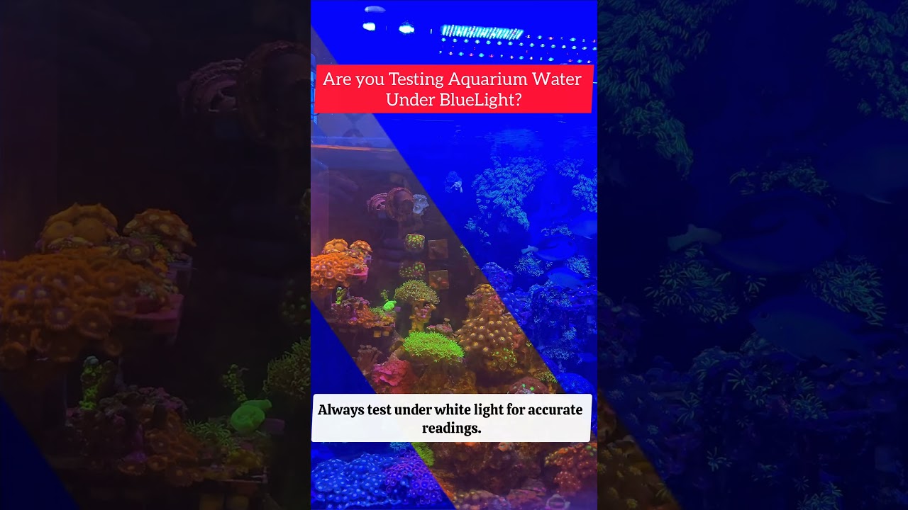 STOP Testing Aquarium Water Like This ❌