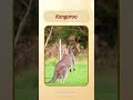 English Pronunciation - Kangaroo #learn #english #animals #pronunciation  @VisualVoiceEnglish