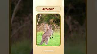 English Pronunciation - Kangaroo #learn #english #animals #pronunciation  @VisualVoiceEnglish