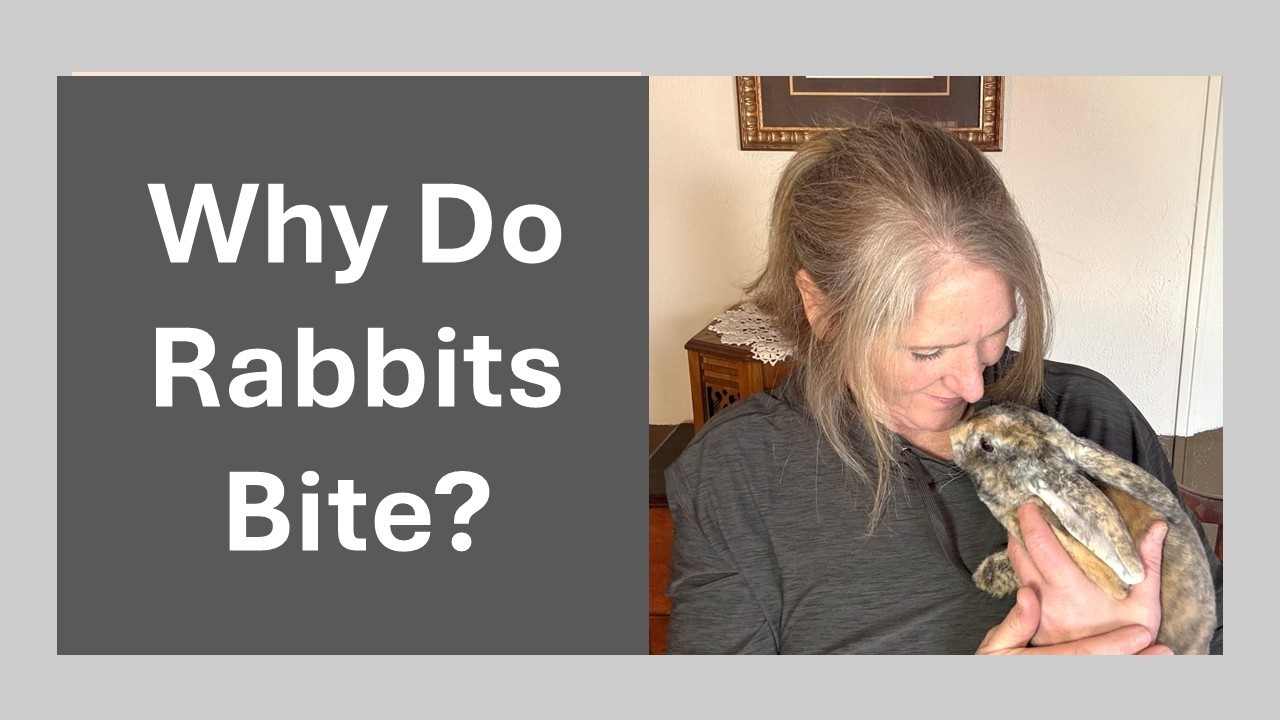 Why Rabbits Bite and What You Can Do - YouTube
