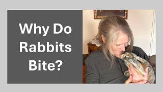 Why Rabbits Bite and What You Can Do
