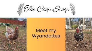 Meet my two Wyandotte’s and learn about the breed
