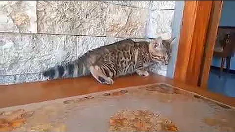 Watch the video about Marbled Bengal Cat Meowing