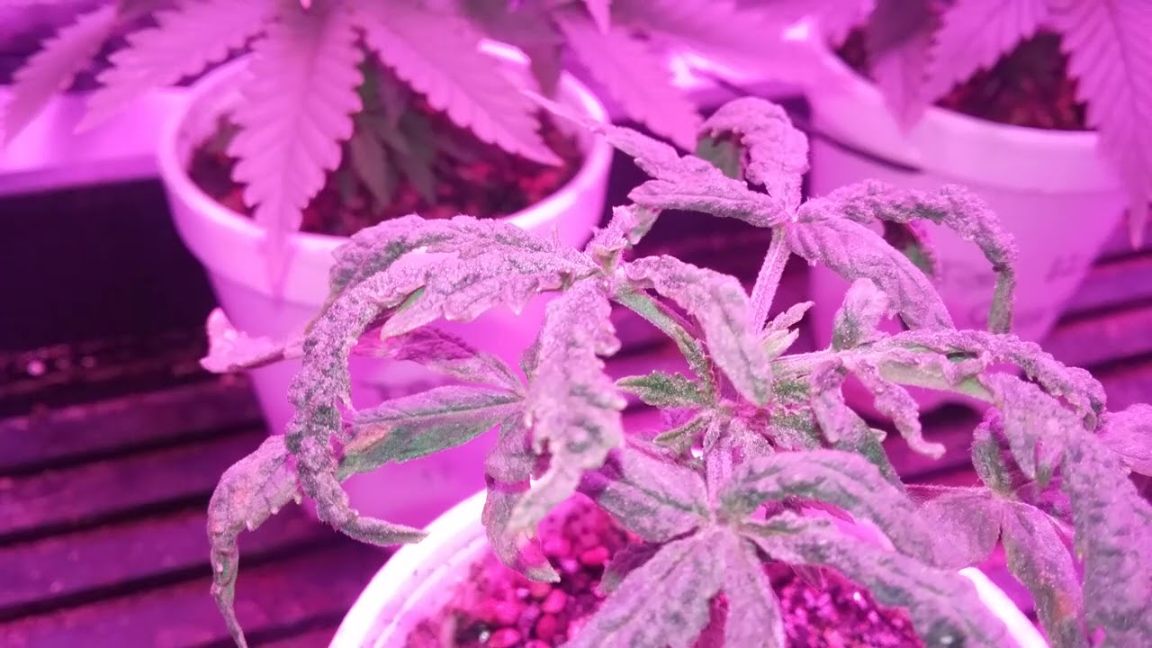 TGA Subcool Jazz Queen, Ace Of Spades and Holysmokeseeds Guava Dubstar week 3 update