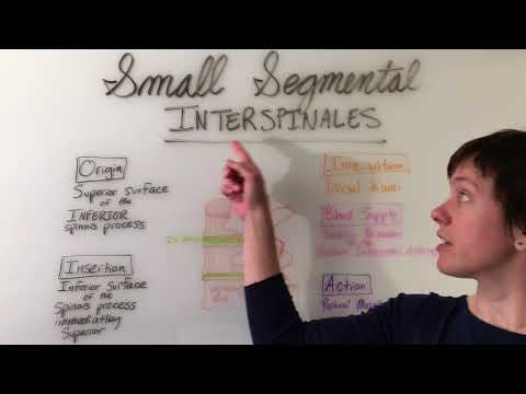 Interspinales & Intertransversarii Muscles Anatomy