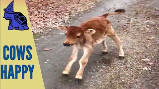 Unbelievable Cows Are Friends, Cows Are Funny Clips - 12 | Funny Cows | Funny Animals | Cow Cow