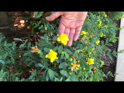 In the Garden with Dave: St. John&rsquo;s Wort