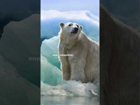 Белые медведи: Мастера выживания в Арктике #животные #calmshorts #природа #факты #facts #nature