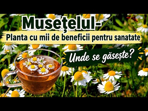Mușețelul Salbatic - Planta cu mii de beneficii / Unde se gaseste? 