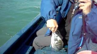 楊梅坑2008-01-11v1.avi