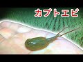 夜の田んぼで「生きた化石」カブトエビを観察!