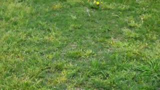 2010 Kids Easter Egg Hunting.MOV