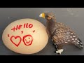 RAW EGG PEELING - Moha melo