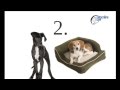 Dog bed uaedubaiabudhabipetsonlineuaecom