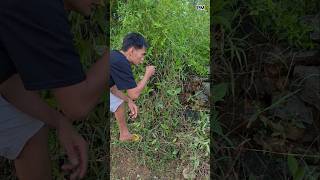 asli perkutut sarang tanah #shortvideo asli perkutut sarang tanah #shortvideo