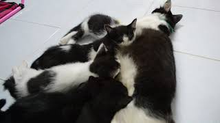Day 56 - Lily Is Breastfeeding Her Kittens