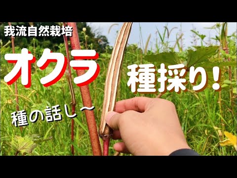 オクラの種採り！(種の話し！)[8.23/我流自然栽培]