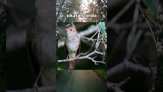 MENGENAL JENIS BURUNG SIKATAN #shorts #birds #birdwatching #sikatan