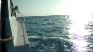 SWIMMING next to a SAILFISH in 20 feet of water! (in Bimini, Bahamas)