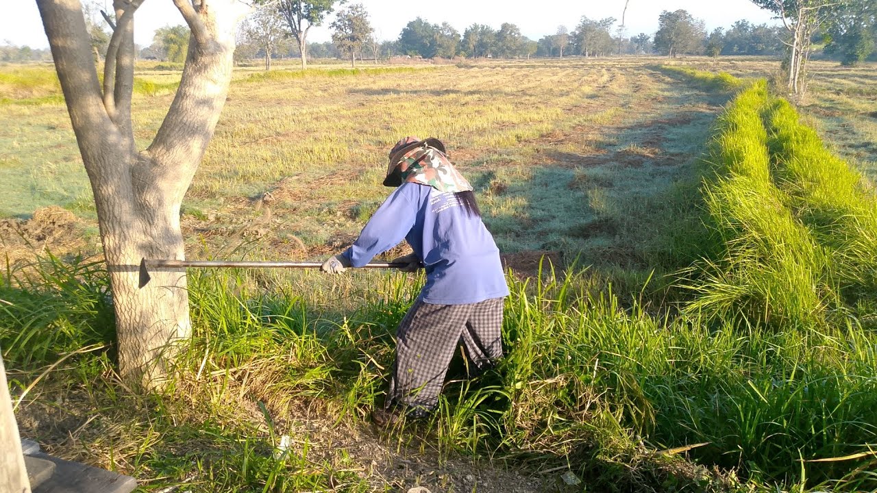 Cleaning as part of a simple rural lifestyle surrounded by rice fields.