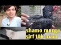 Aj Meri Kitty Ka Boyfriend Chiken Kha Gia I Shamoo Murga Bht Hi SastaI Aj Meri Kitty Ka Boyfriend Chiken Kha Gia I Shamoo Murga Bht Hi SastaI