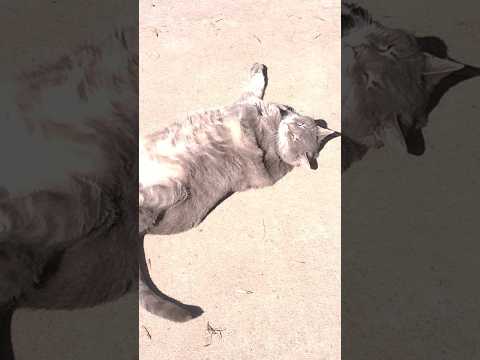 Peaches Sunning Cat Short